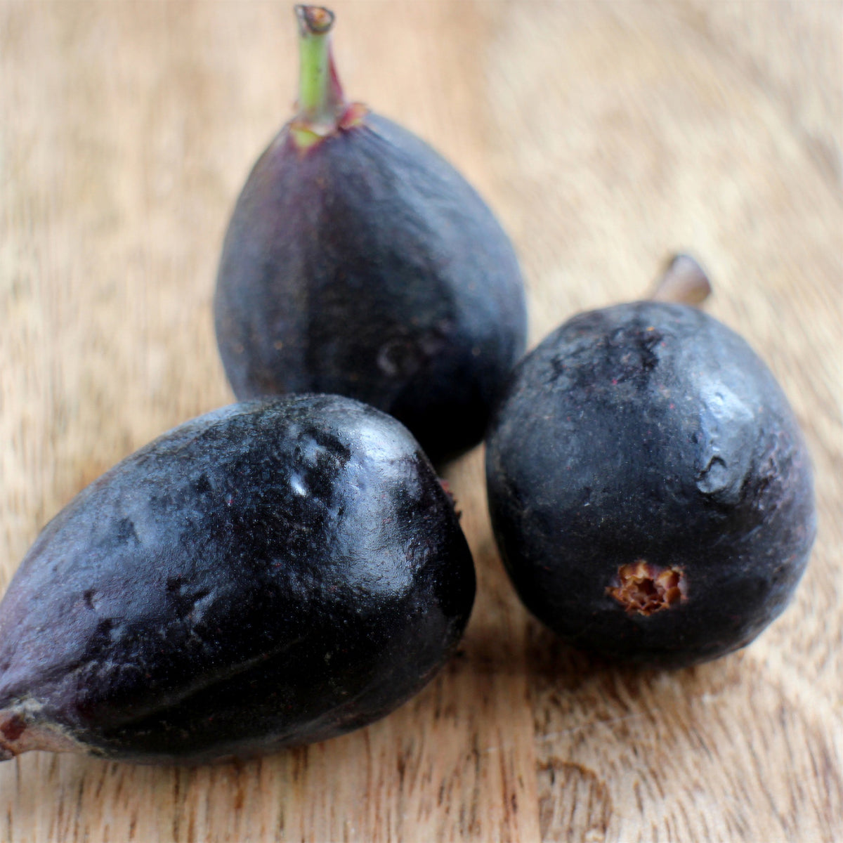 Feige Noire de Caromb - Ficus carica Noire de Caromb - Willemse