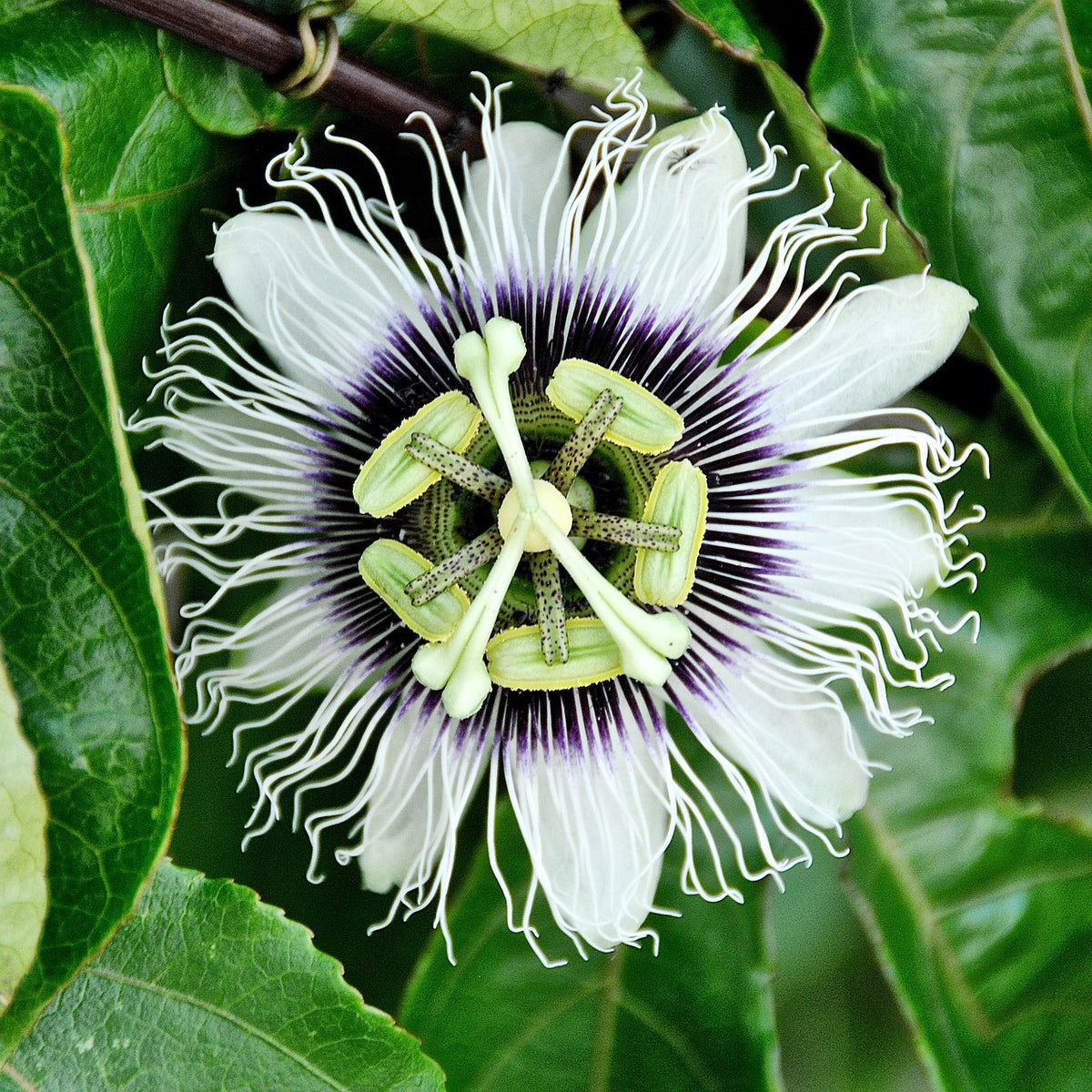 Passionsfrucht (Grenadille) - Passiflora edulis - Willemse