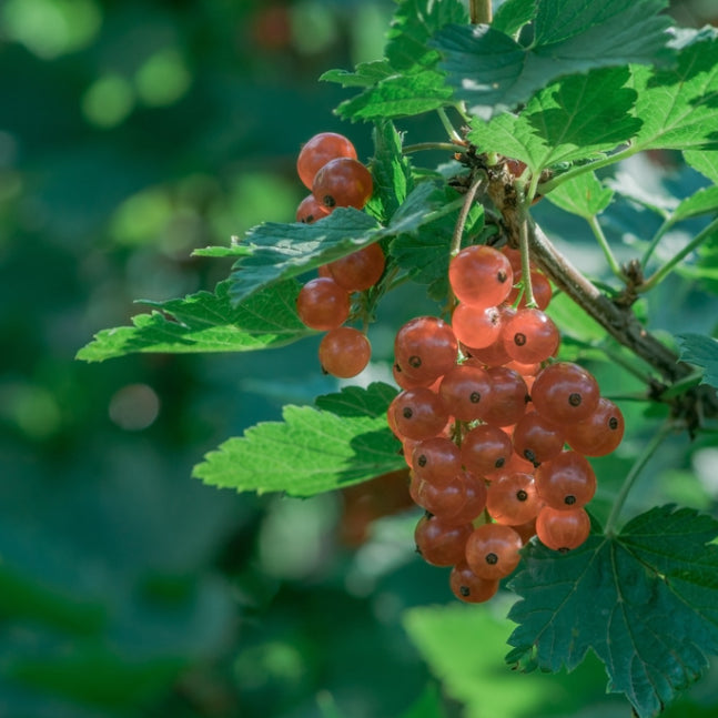 Johannisbeere 'Gloire des Sablons' (Herrlichkeit des Sablons) - Ribes rubrum Gloire des Sablons - Willemse