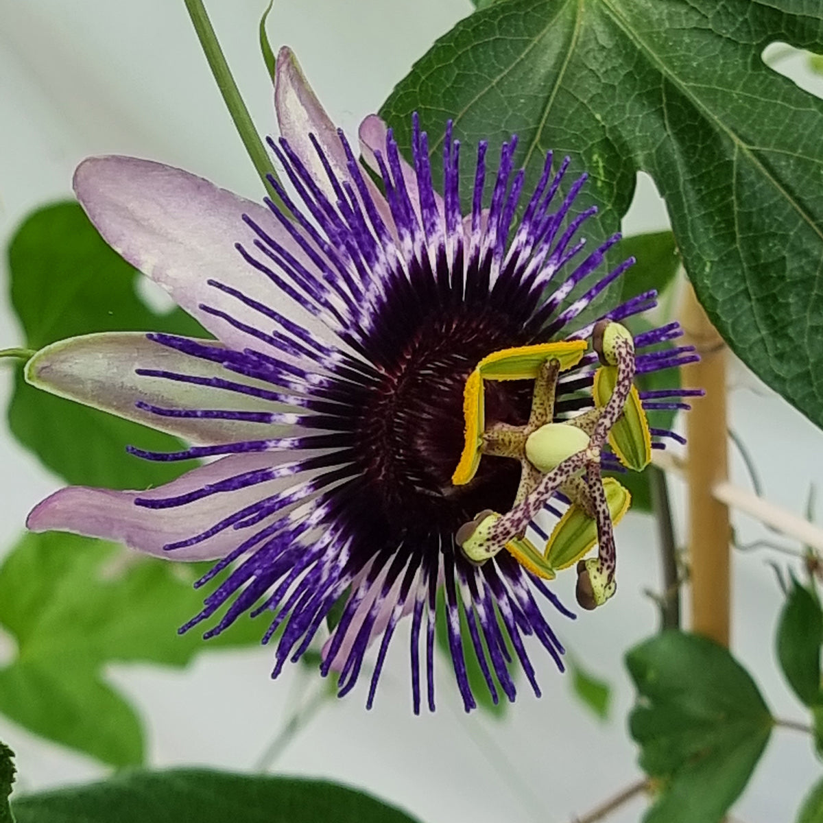 Passiflora Damsel's Delight® - große Passionsblume Damsels Delight® - Passionsblume
