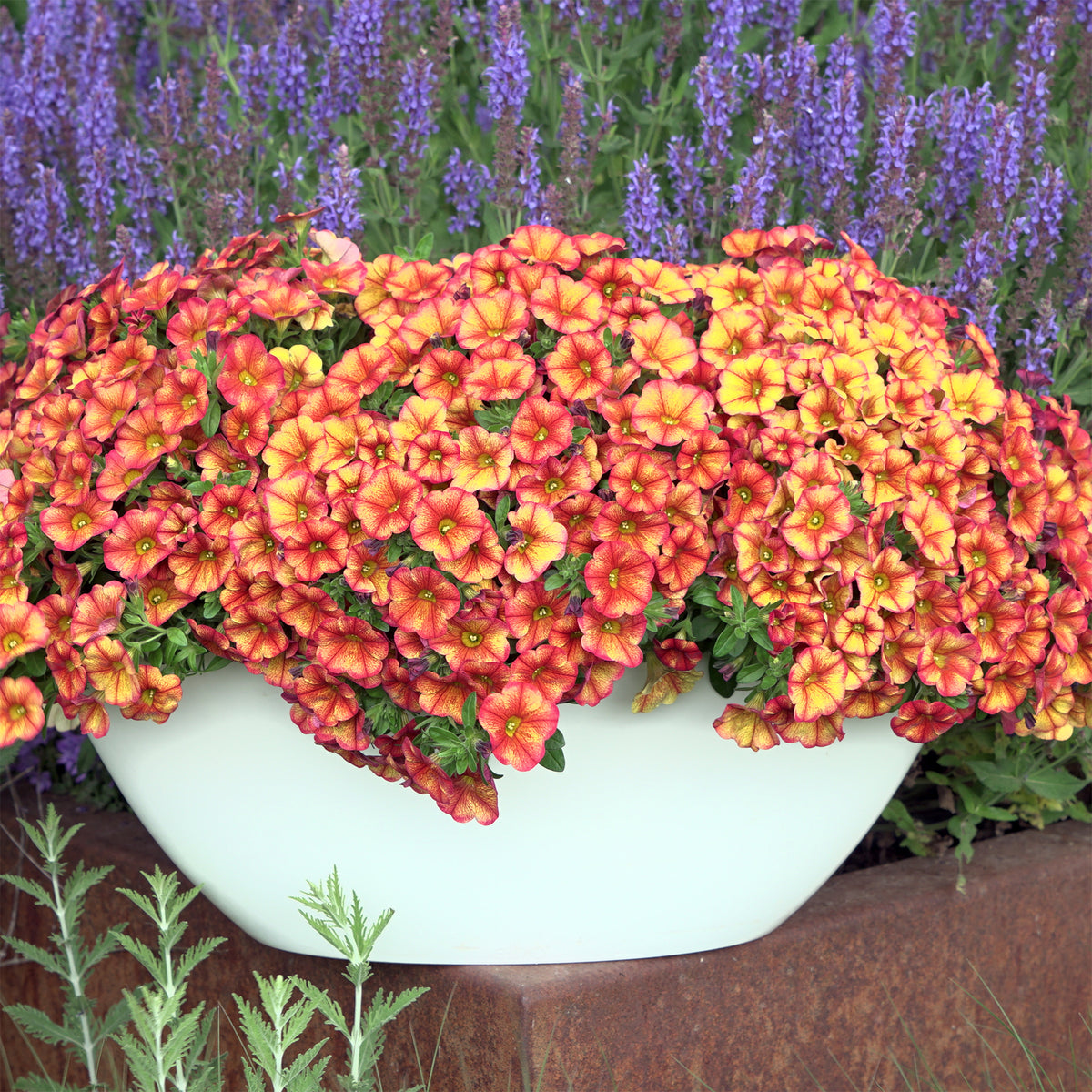 Orangefarbene Mini-Petunie (x3) - Calibrachoa hybride orange - Willemse