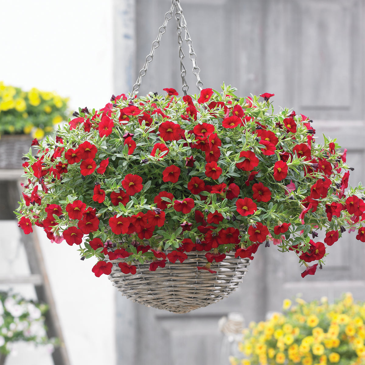 Rote Miniatur-Petunie (x3) - Calibrachoa hybride red - Willemse