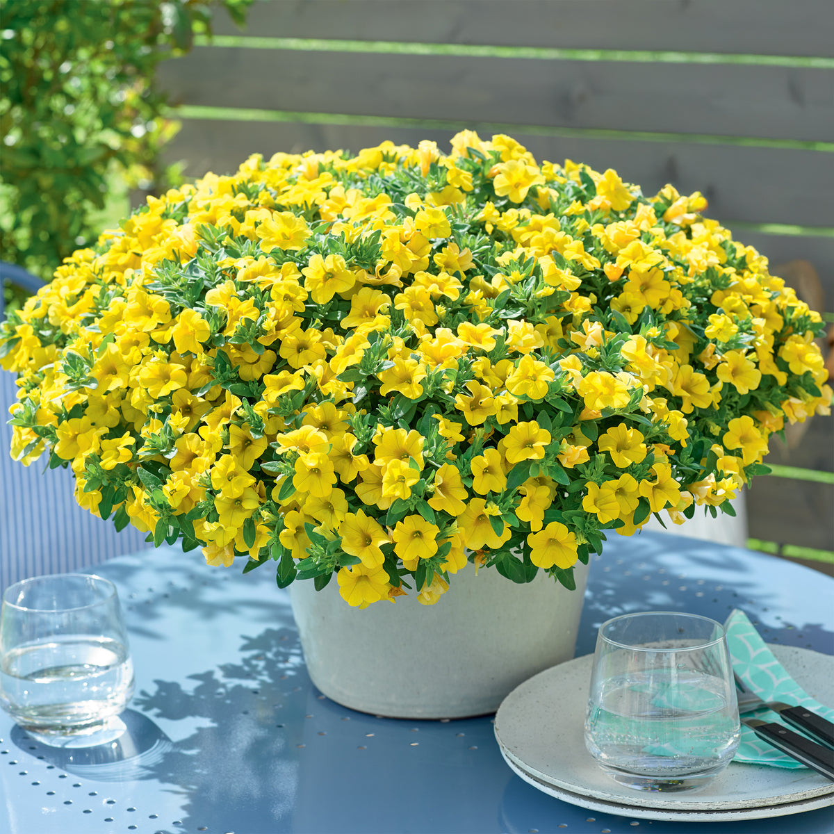 Gelbe Mini-Petunie (x3) - Calibrachoa hybride yellow - Willemse