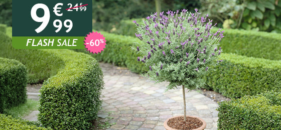 Die Schopflavendel kostet 9,99€ statt 24,99€ nur noch bis morgen!
