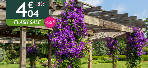 Die Clematis Jackmanii ist −60% reduziert: 4,04 € statt 8,99 €!
