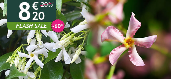 Das 2er-Set Sternjasmin ist −60% reduziert: 8,20 € statt 20,50 €!