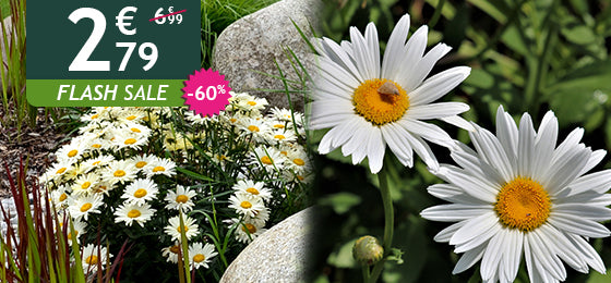 Die Margerite 'Silberprinzesschen' ist −60% reduziert: 2,79 € statt 6,99 €!