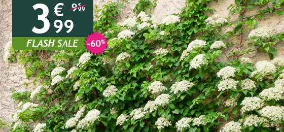 Die Kletter-Hortensie ist −60% reduziert: 3,99 € statt 9,99 €!