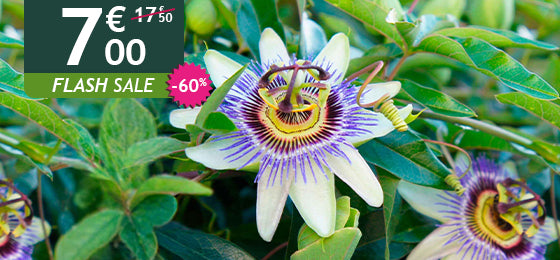 Die Blaue Passionsblume ist −60% reduziert: 7,00 € statt 17,50 € – nur 2 Tage!