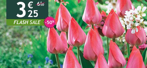 Das 10er-Set Tulpen Van Eijk ist −50% reduziert: 3,25 € statt 6,50 €!