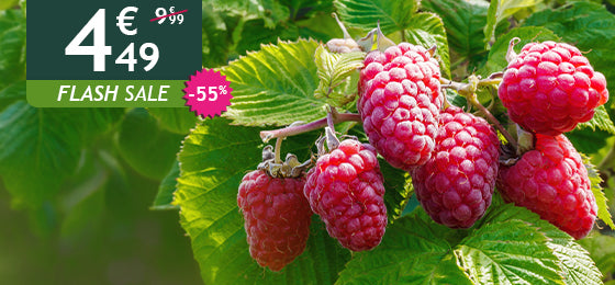 Das 2er-Set remontante Himbeere Versailles ist -55% reduziert: 4,49€ statt 9,99€!