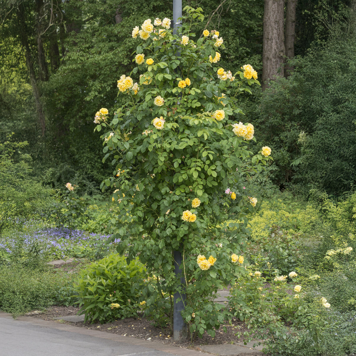 Kletterrose Golden Gate ® Korgolgat - Willemse
