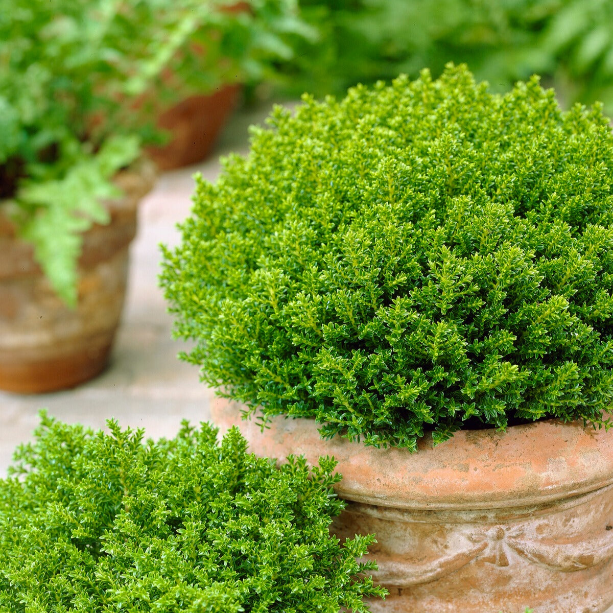 Hebe 'Emerald Green' - Willemse