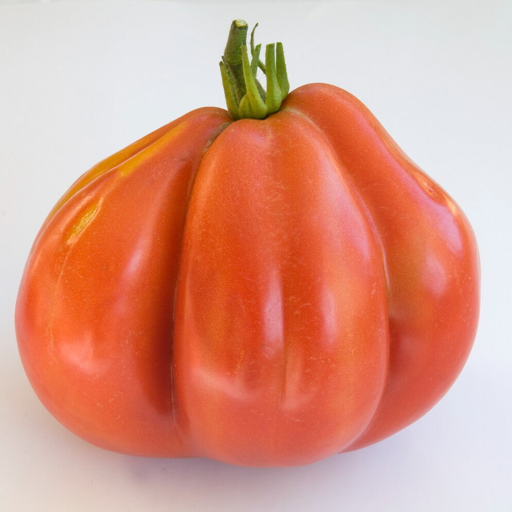 Tomate Liguria - Solanum lycopersicum liguria - Willemse