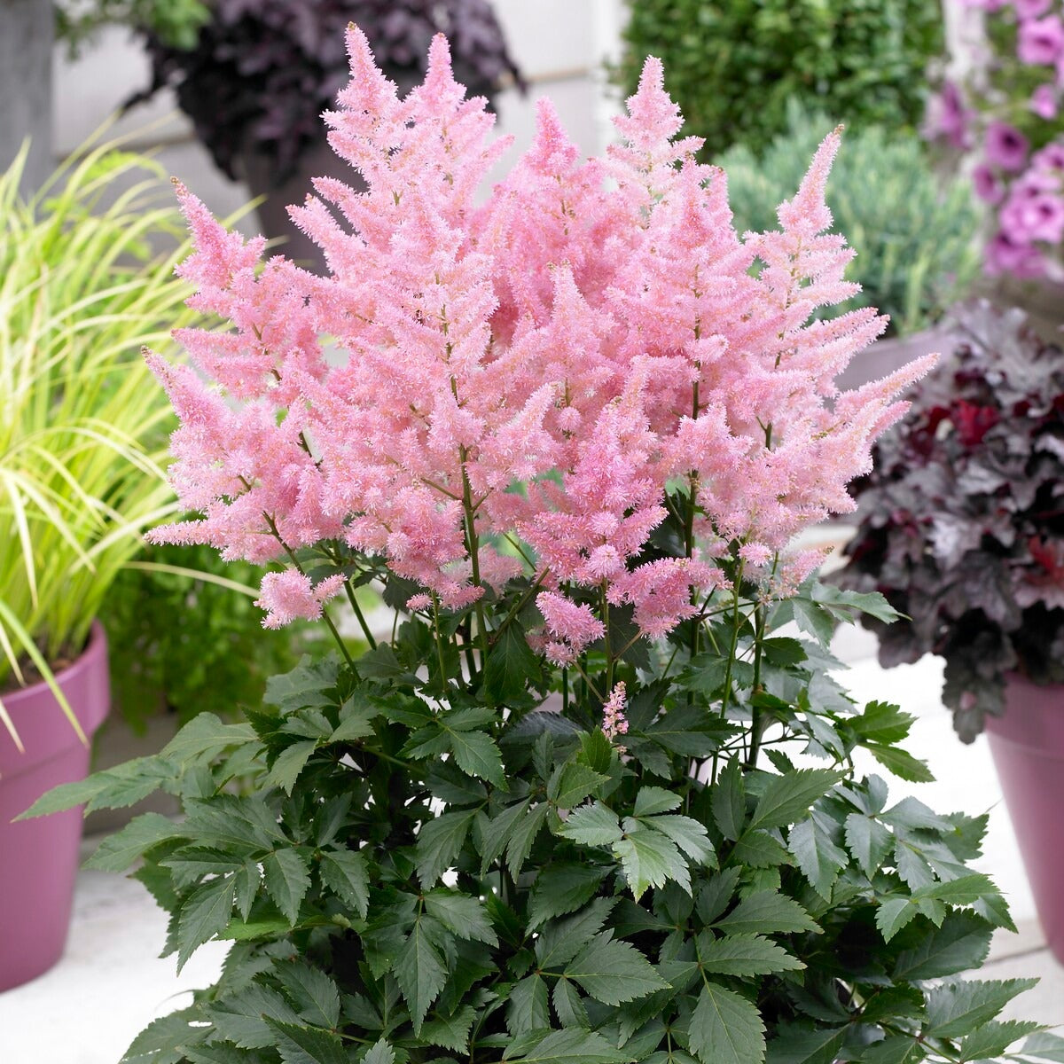 Astilbe new wave - Prachtspiere New Wave (x3) - Astilbe - Prachtspiere