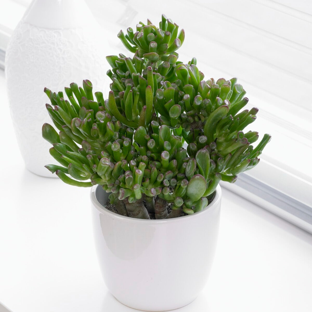 Crassula ovata hobbit - Sukkulente Geldbaum Crassula 'Hobbit' - Fettige Zimmerpflanzen