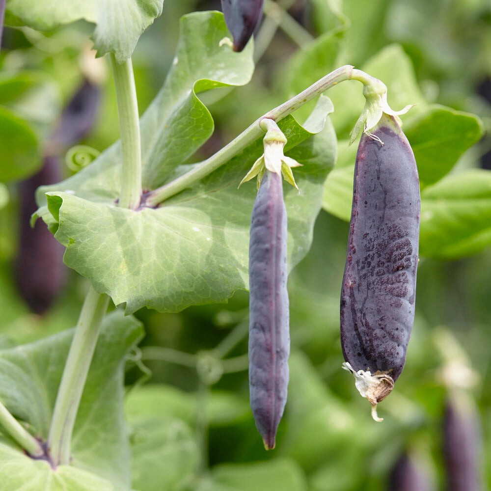 Zwergerbse Désirée