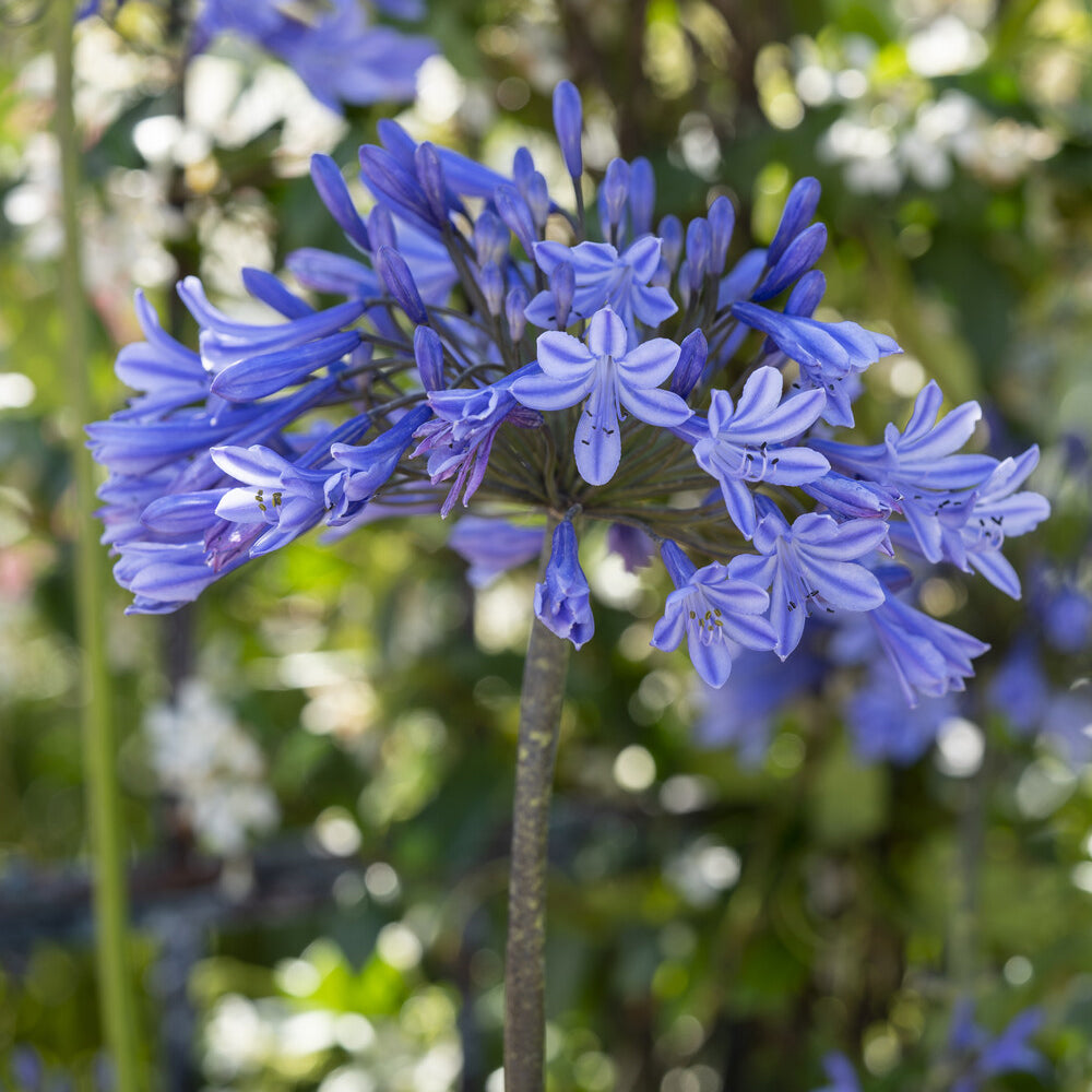 Agapanthus Doctor Brouwer - Agapanthus x africanus Doctor Brouwer - Willemse
