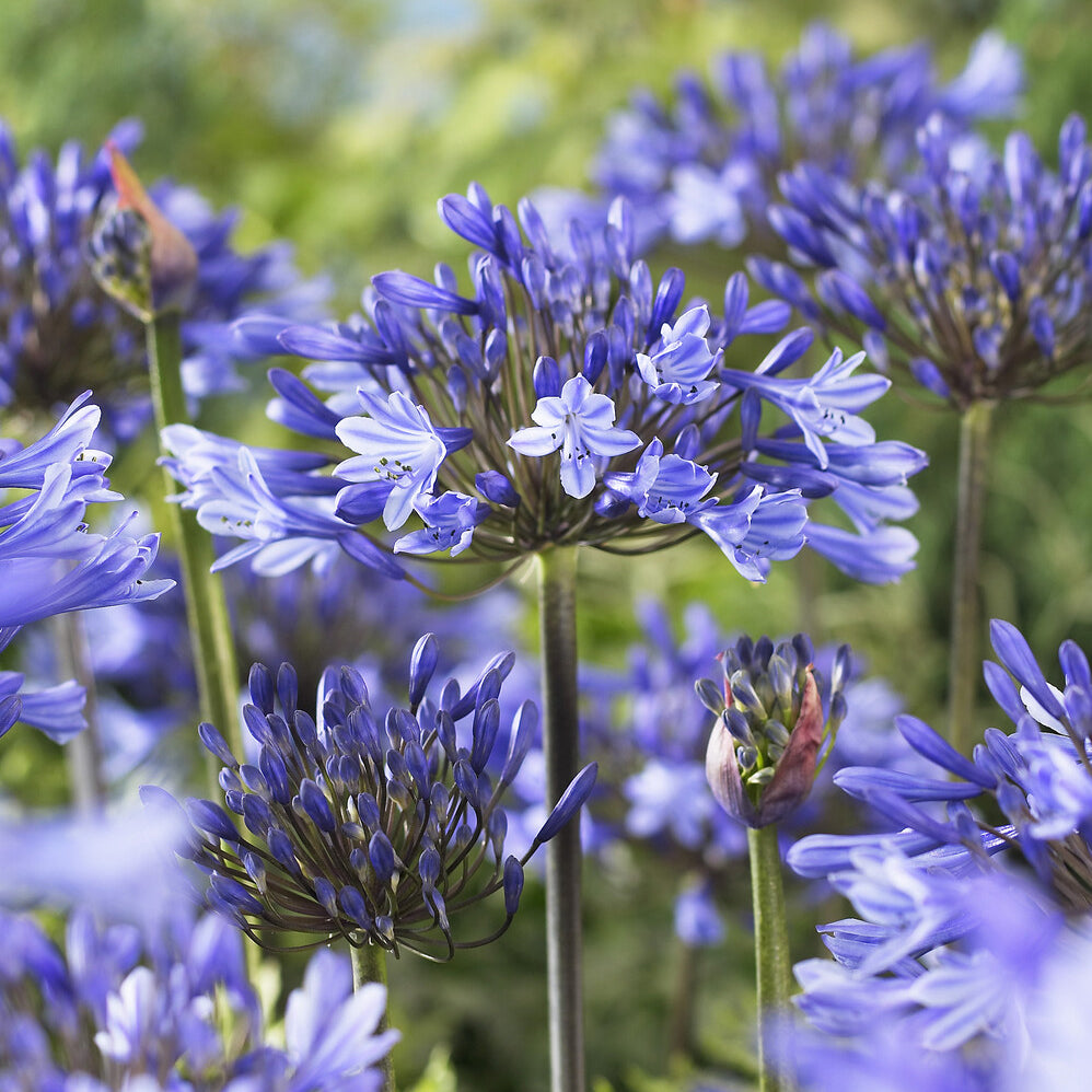 Agapanthus - Agapanthus Doctor Brouwer - Agapanthus x africanus Doctor Brouwer