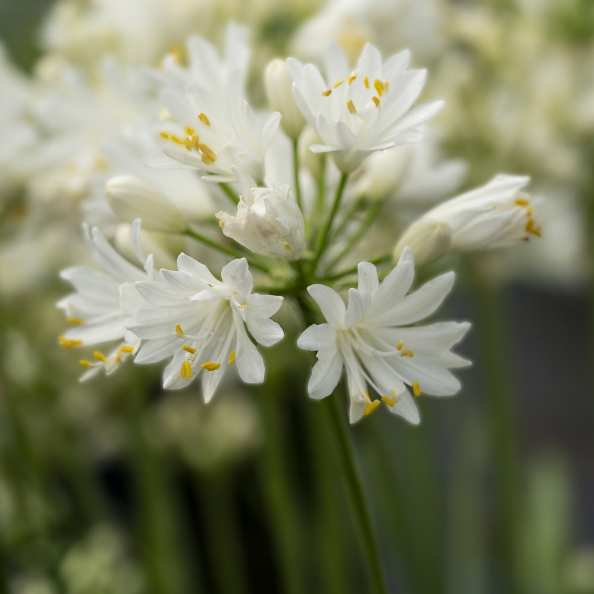 Schmucklilie ‘Double Diamond’ - Willemse