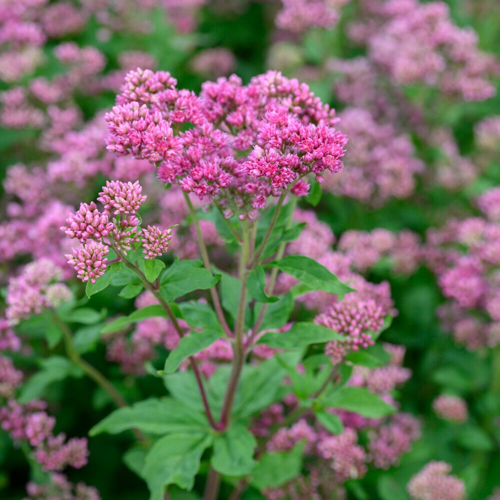 Eupatorium cannabinum Plenum - Gewöhnlicher Wasserdost - Stauden