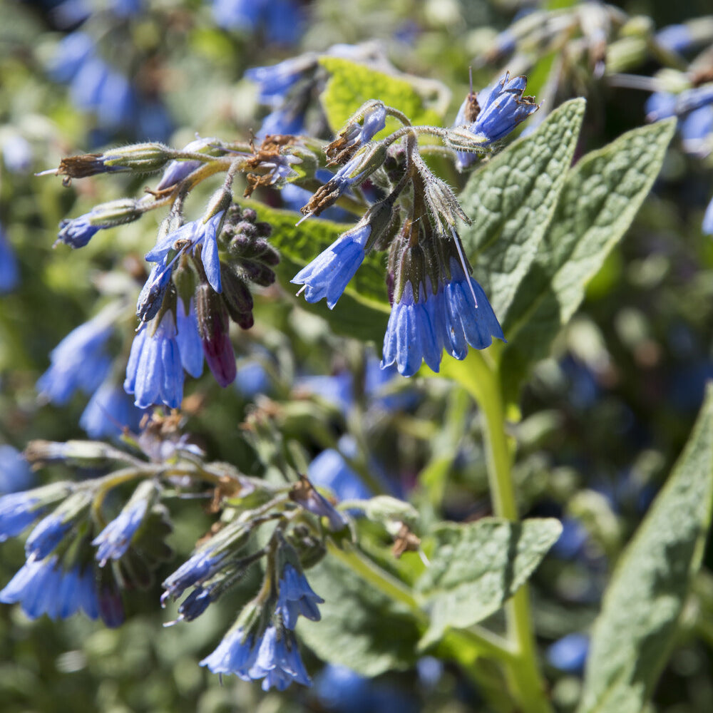 Blauer Beinwell - Willemse