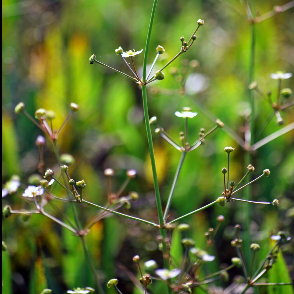 Alisma lanceolatum - Lanzettblättriger Froschlöffel - Alle Teichpflanzen