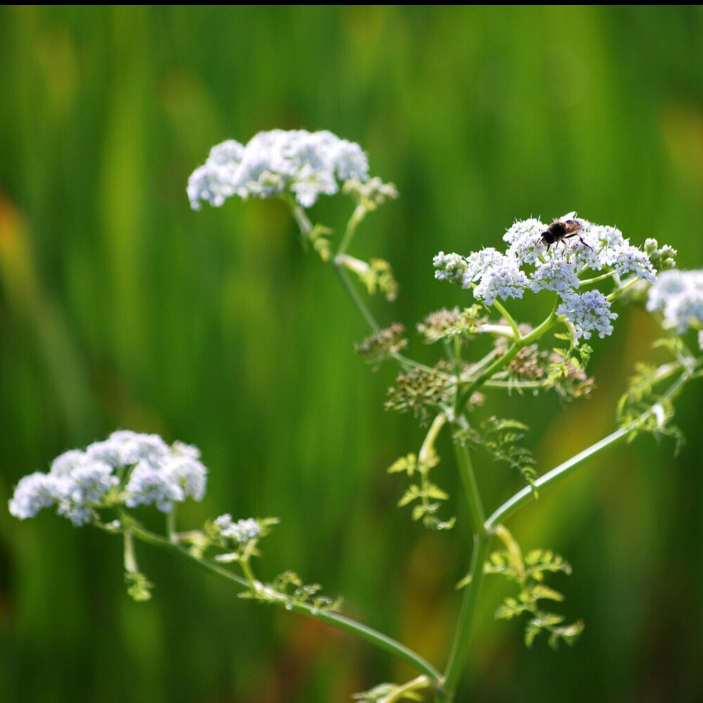 Wasser-Oenanthe