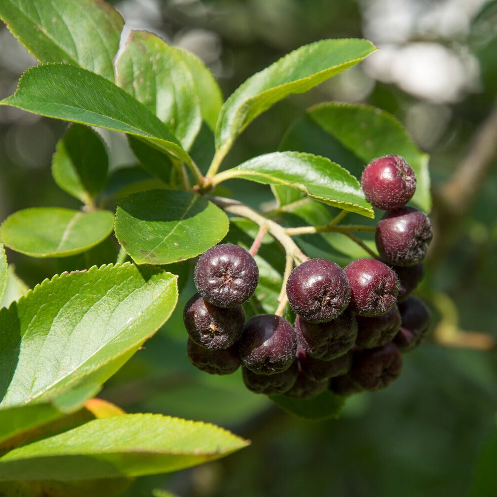 Sträucher - Schwarze Apfelbeere - Aronia melanocarpa