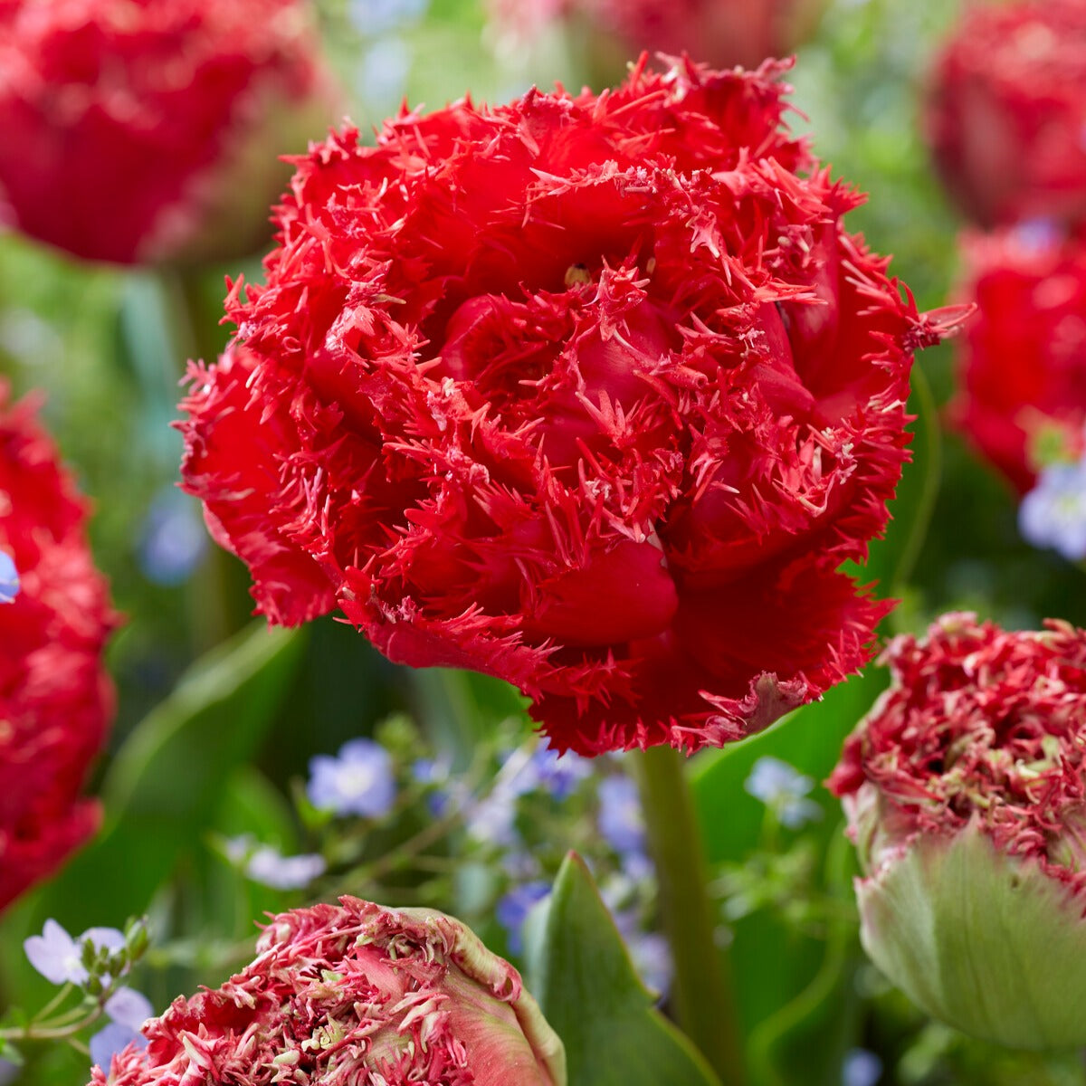 Gefranste, gefüllte Tulpen ‘Qatar’ (x5)