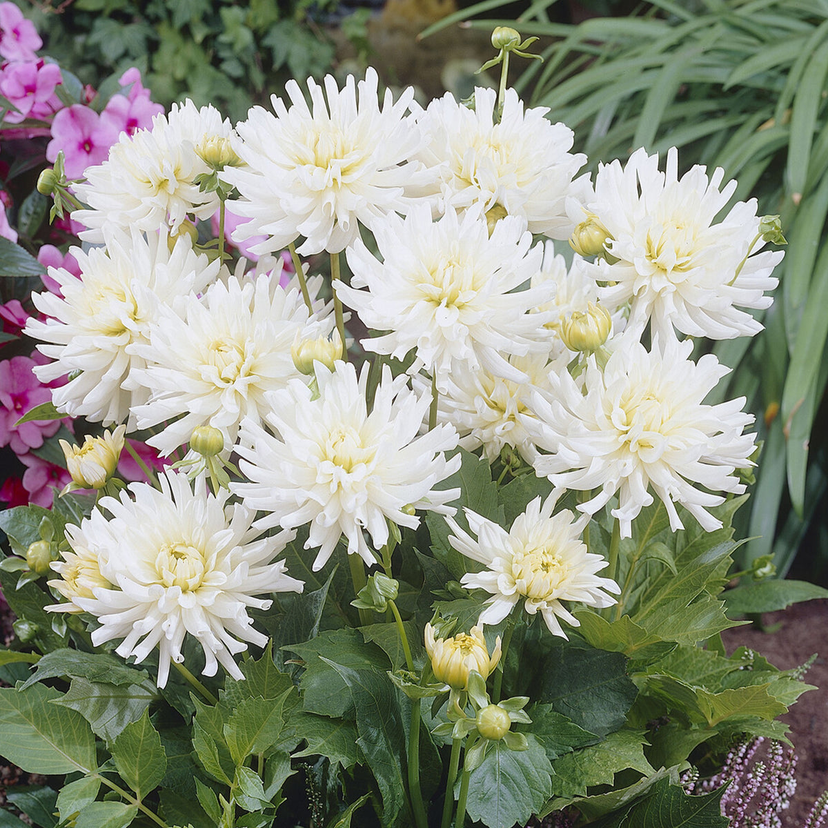Dahlien White Happiness (x3) - Willemse