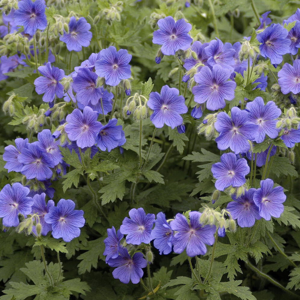Geranium himalayense - Himalaya-Storchschnabel - Geranien