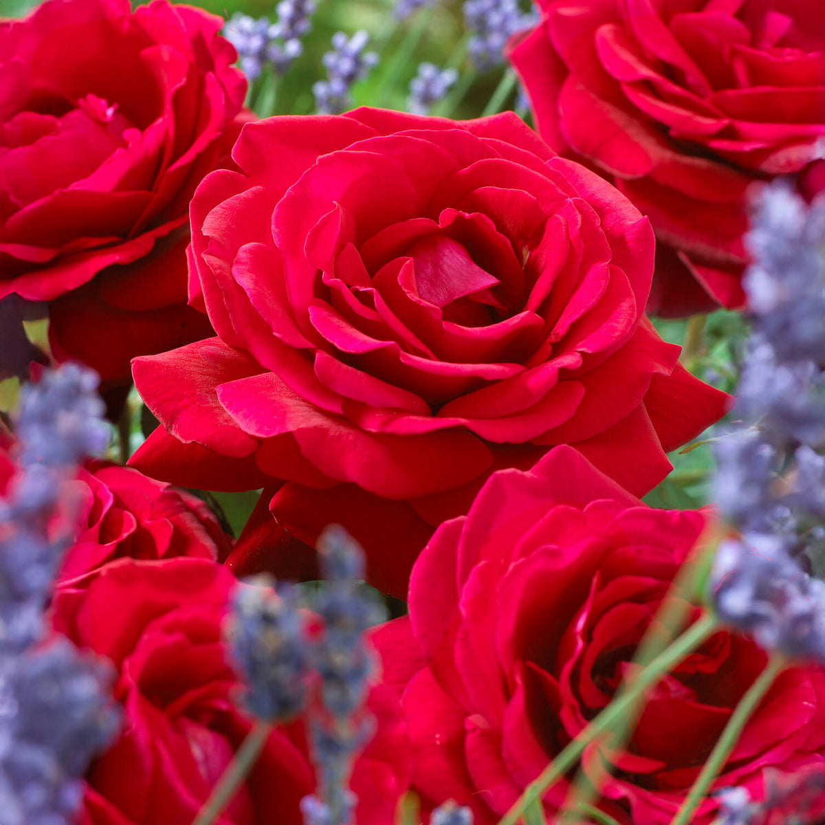 Strauchrose Duftzauber 84 - Willemse