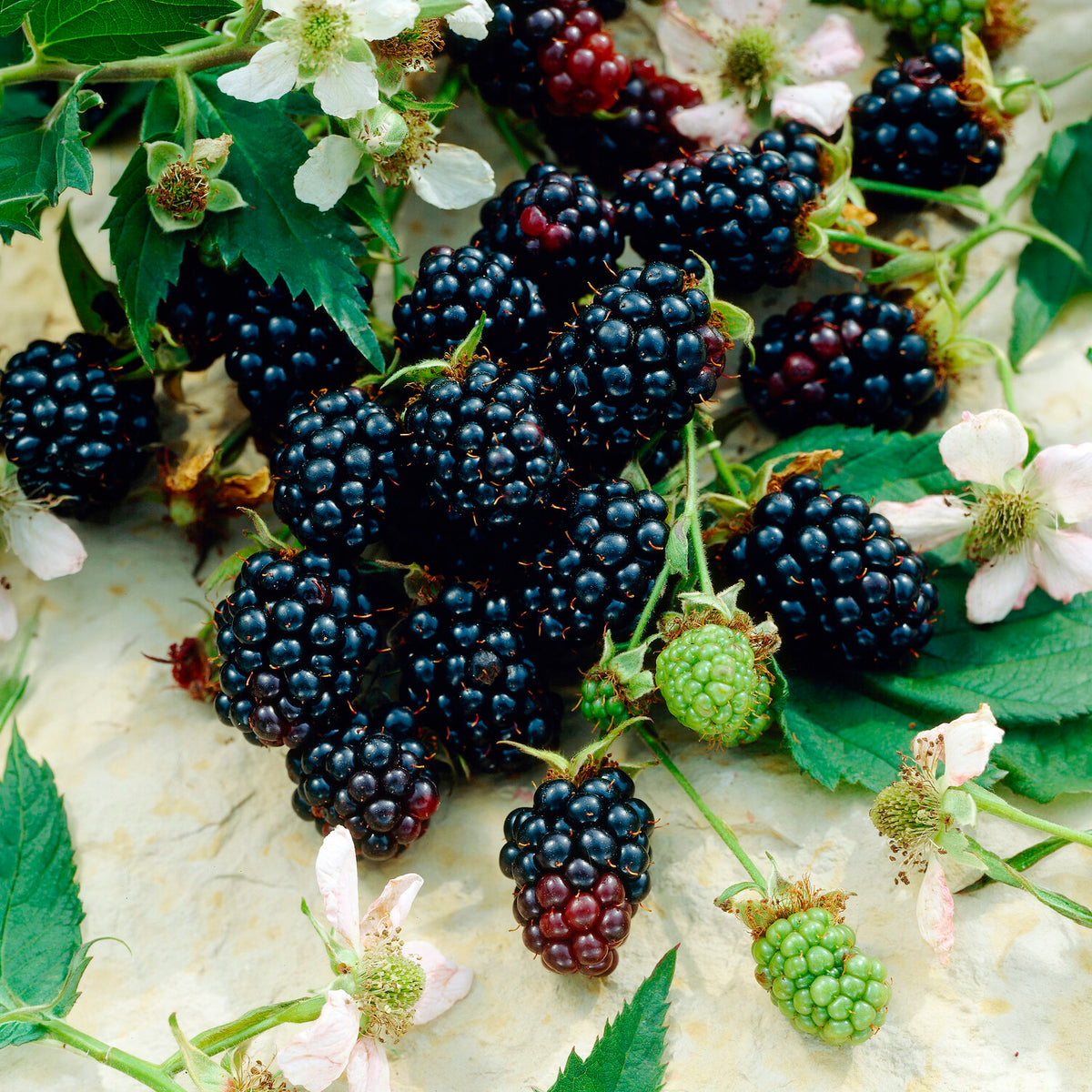 Brombeere Dirksen - Rubus fruticosus dirksen - Willemse