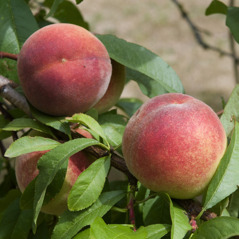 Verkauf Pfirsich Amsden - Prunus persica Amsden