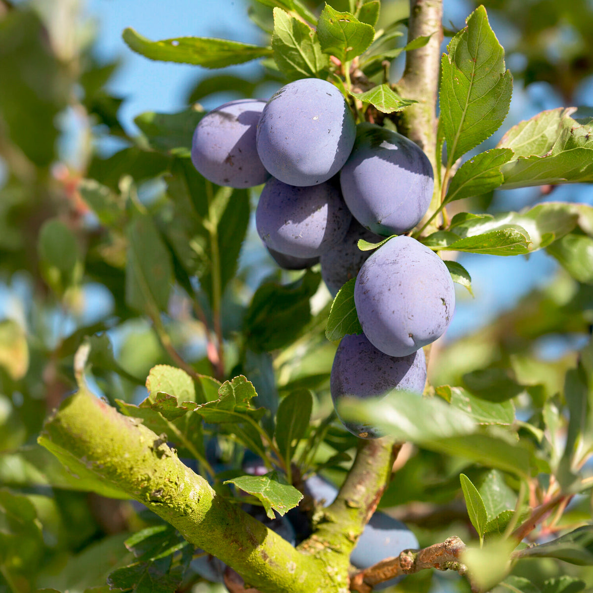 Pflaumenbaum Präsident - Willemse