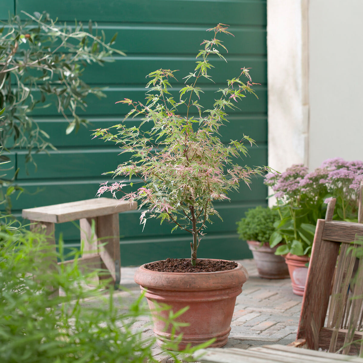 Ahorn Taylor - Willemse