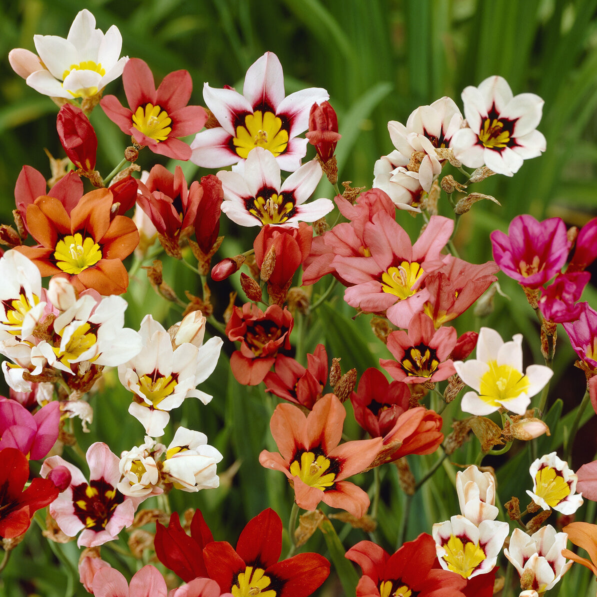 Zigeunerblume Tricolor (x25) - Willemse