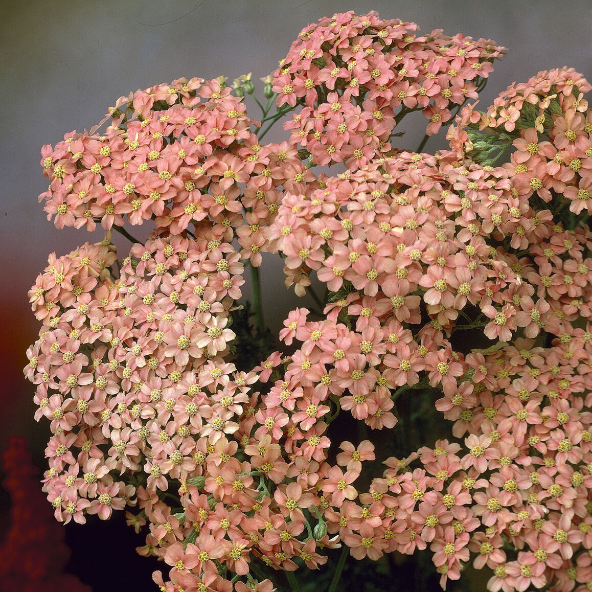 Blühende Stauden - Schafgarbe Lachsschönheit - Achillea millefolium Lachsschönheit