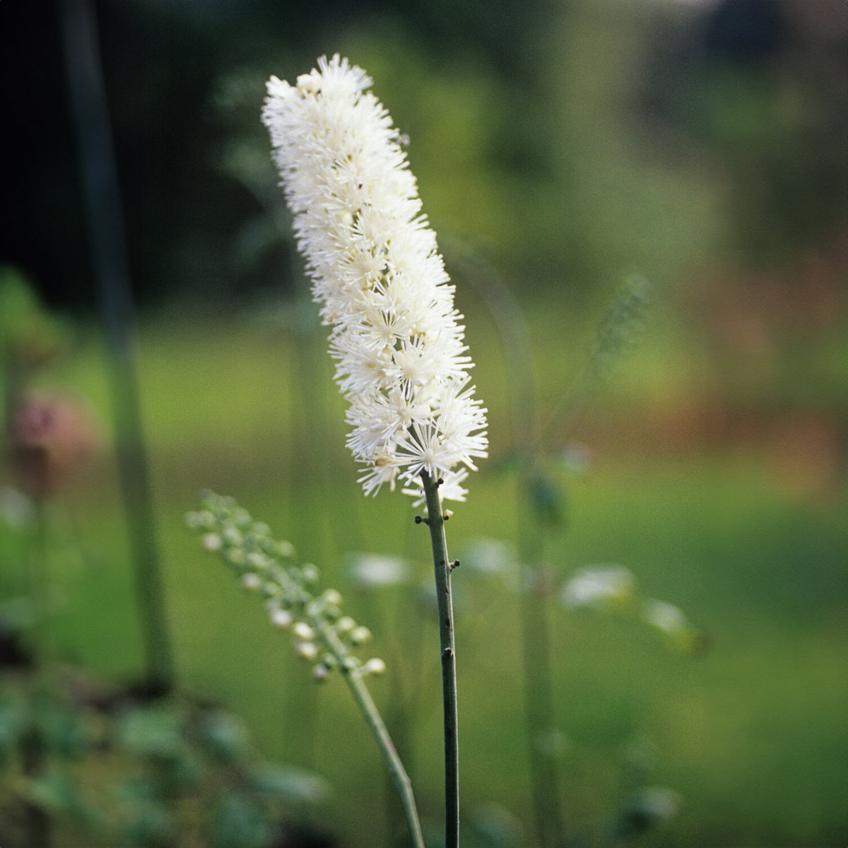 Silberkerze Bugbane - Actaea racemosa - Willemse