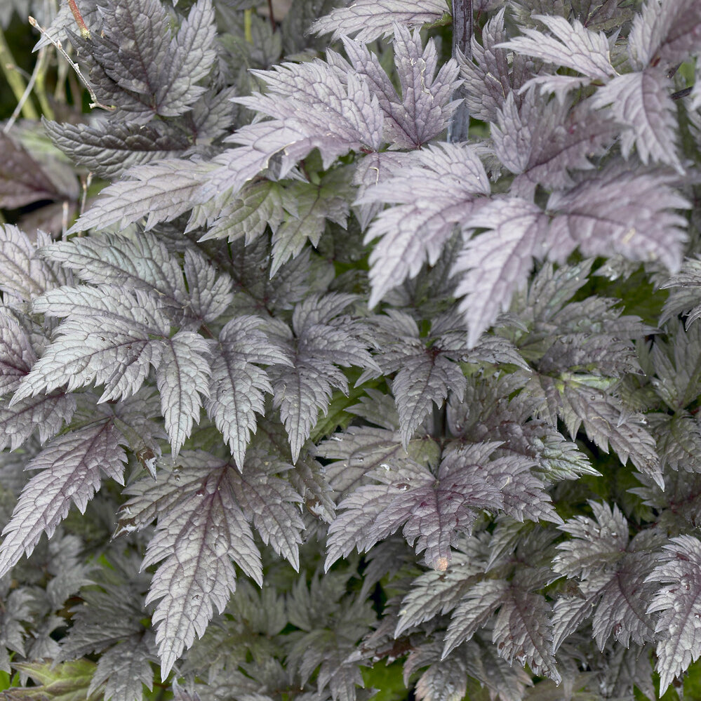 Silberkerze Pink Spike - Actaea simplex Pink Spike - Willemse