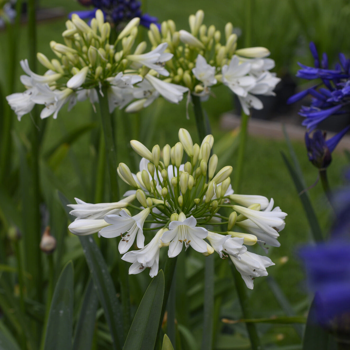 Agapanthus Artic Star - Willemse
