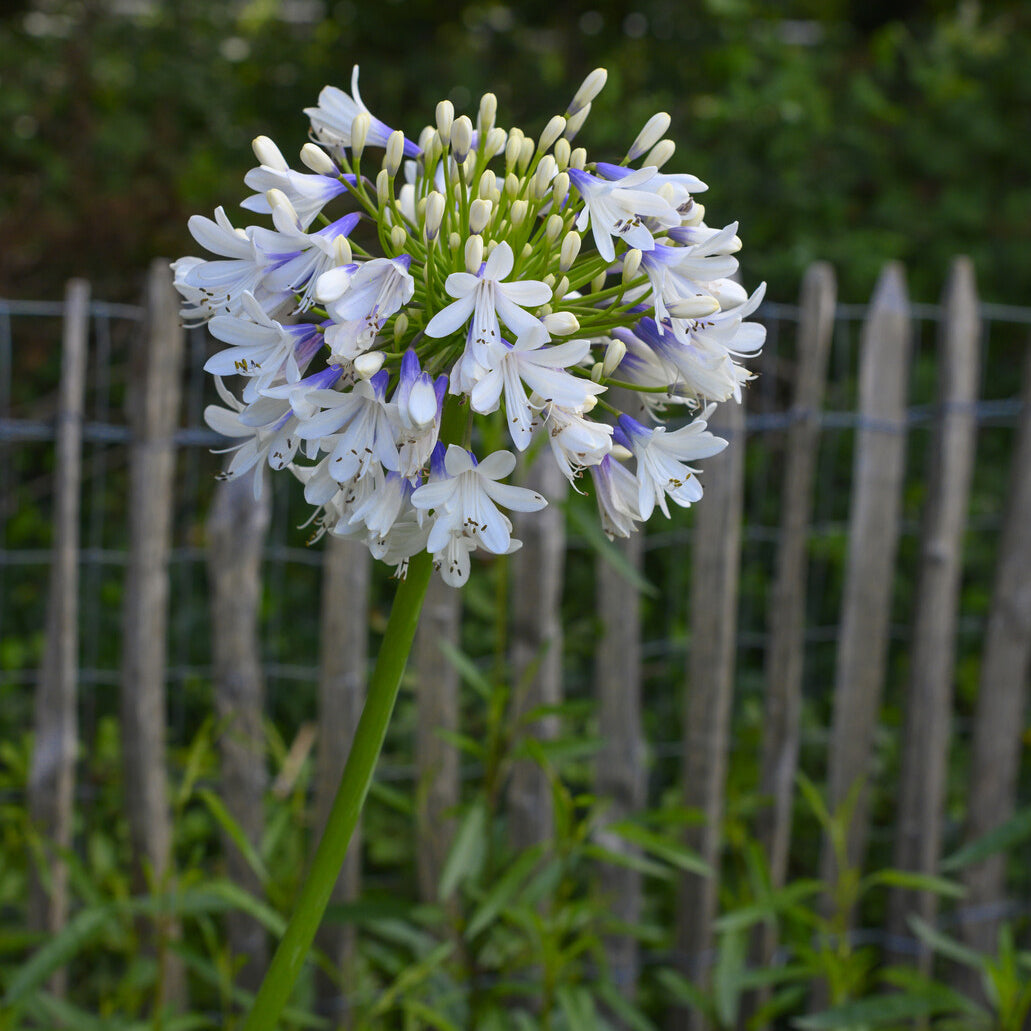 Agapanthus Enigma - Willemse