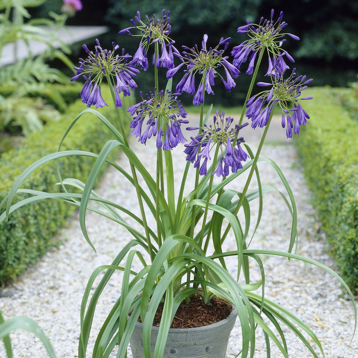 Agapanthus Purple Cloud / Afrikanische Lilie - Willemse