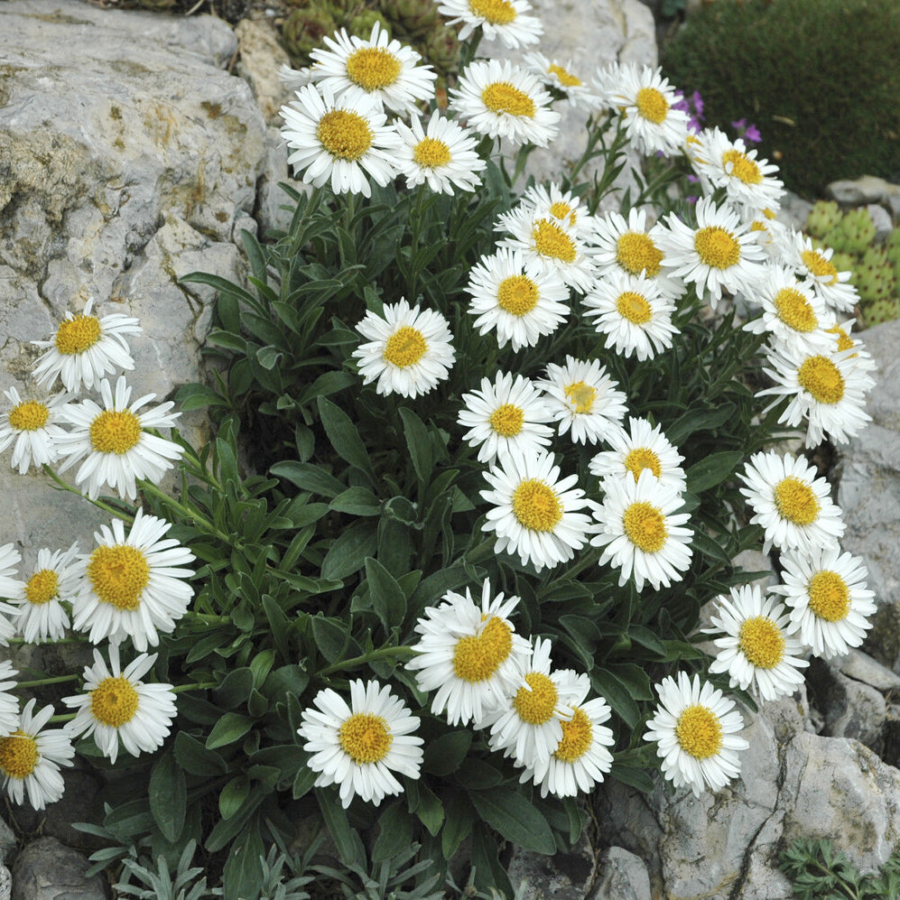 Alpen-Aster 'Albus' - Willemse