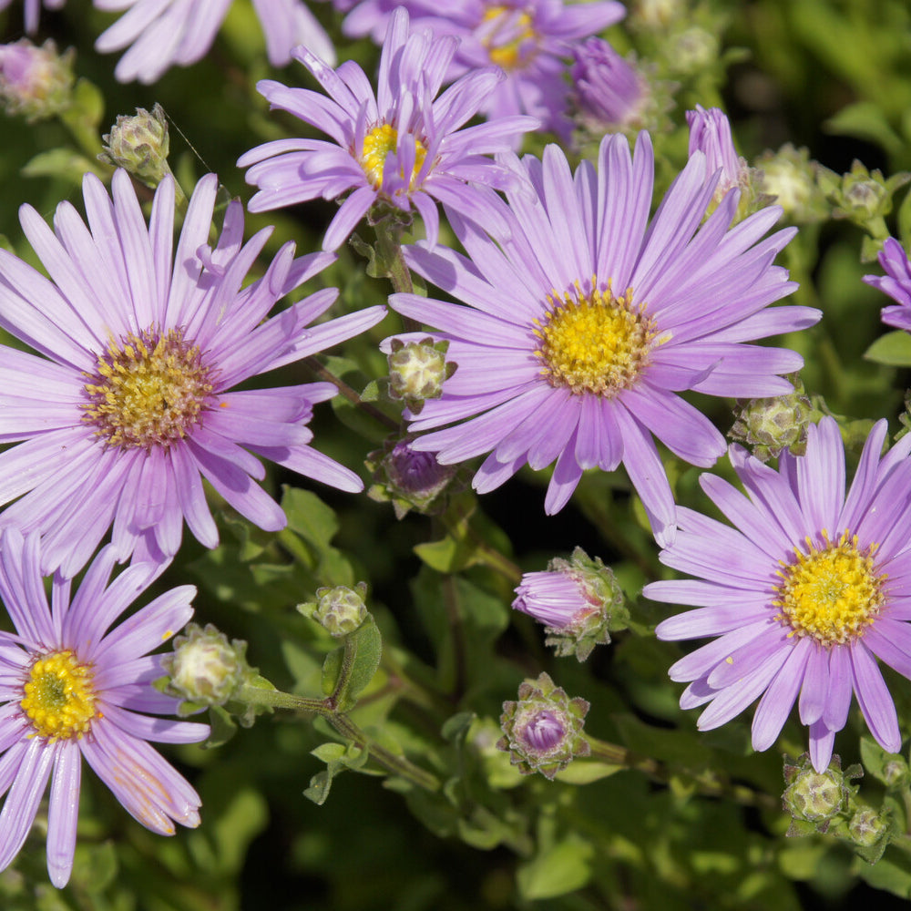 Sommer-Aster 'Rosa Erfüllung' - Willemse