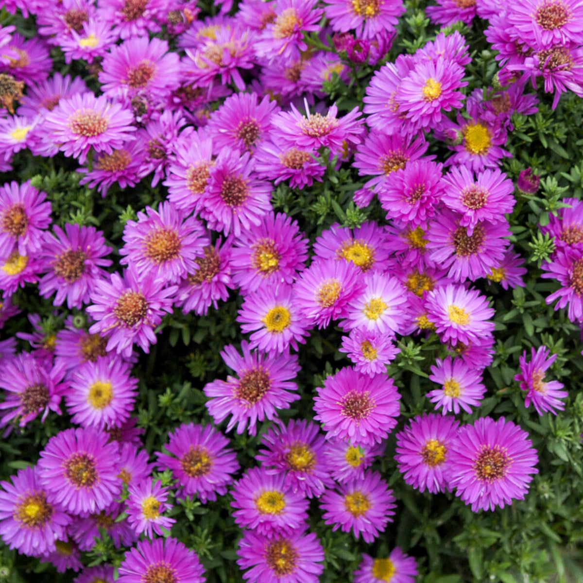 Glattblatt-Aster Starlight - Willemse
