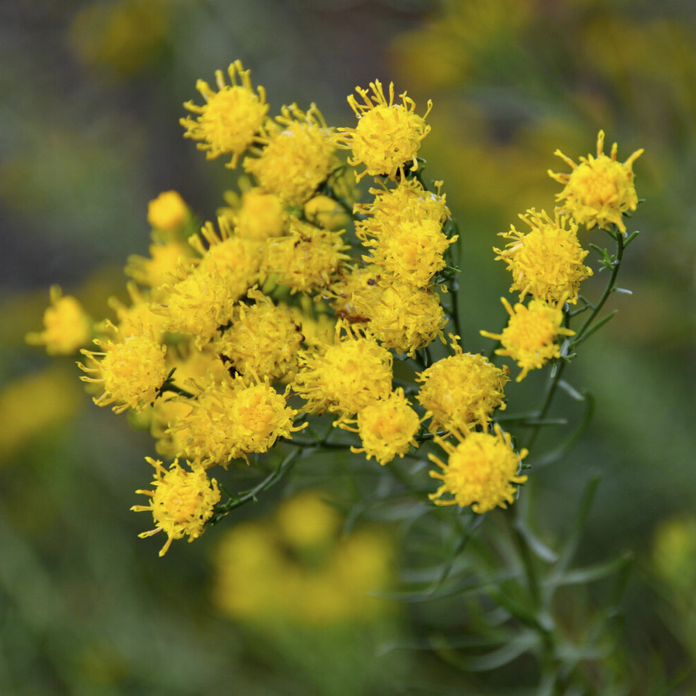 Aster linosyris - Goldhaar-Aster - Astern