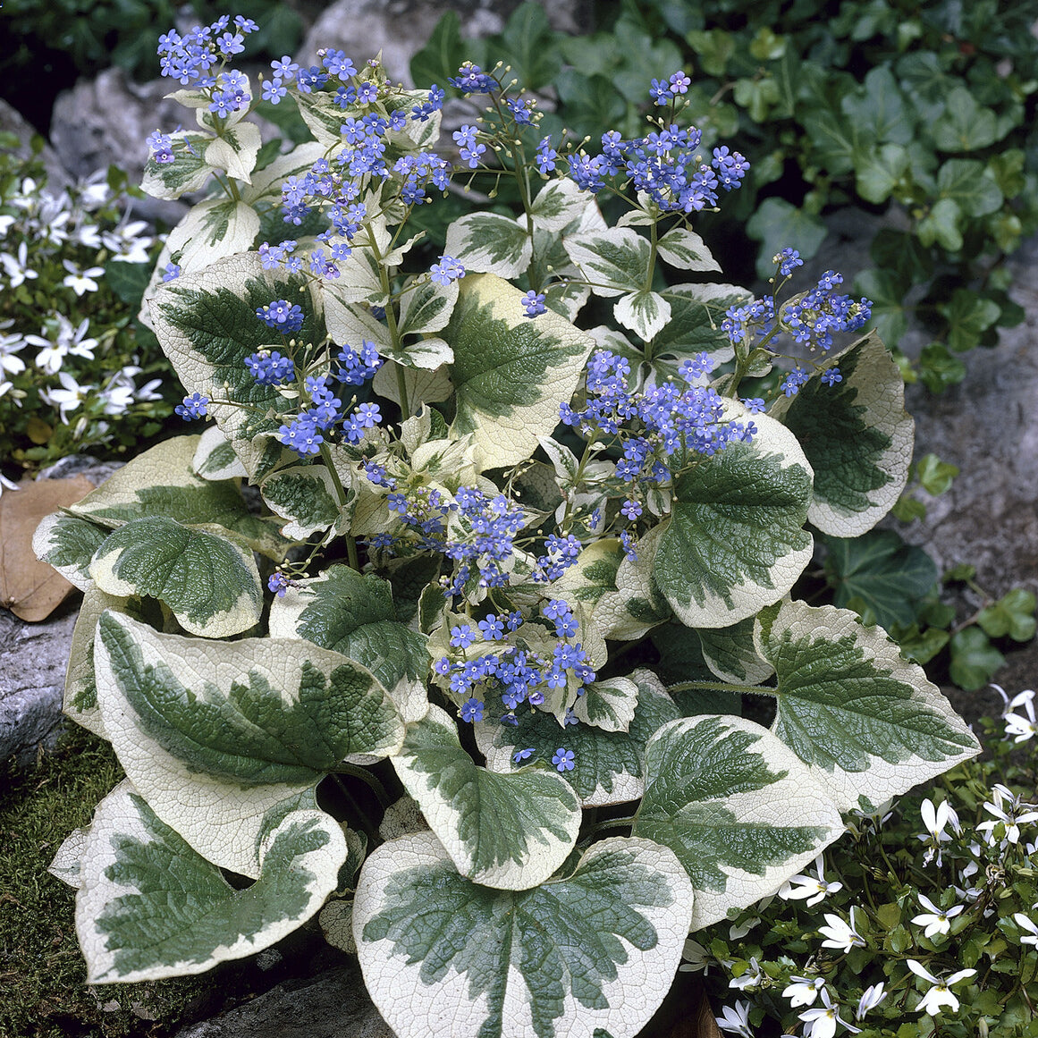 Brunnera macrophylla Variegata - Panaschiertes Kaukasus-Vergissmeinnicht - Vergissmeinnicht