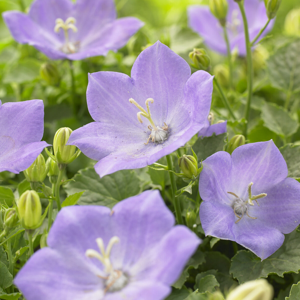 Karpaten-Glockenblume Blaue Clips - Campanula carpatica Blaue Clips - Willemse